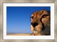 Framed Africa, Kenya, Masai Mara, Cheetah on savanna