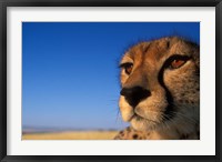 Framed Africa, Kenya, Masai Mara, Cheetah on savanna
