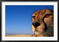 Framed Africa, Kenya, Masai Mara, Cheetah on savanna