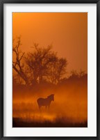 Framed Burchell's Zebra at Sunset, Okavango Delta, Botswana