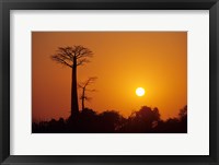 Framed Baobab Avenue at Sunset, Madagascar