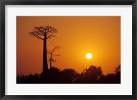 Framed Baobab Avenue at Sunset, Madagascar