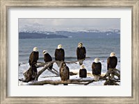 Framed Bald Eagles in Winter, Homer, Alaska