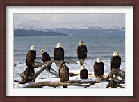 Framed Bald Eagles in Winter, Homer, Alaska