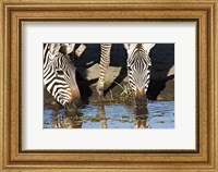 Framed Burchell's Zebras Drinking, Tanzania