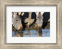 Framed Burchell's Zebras Drinking, Tanzania