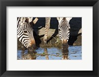 Framed Burchell's Zebras Drinking, Tanzania