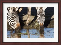 Framed Burchell's Zebras Drinking, Tanzania