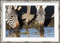 Framed Burchell's Zebras Drinking, Tanzania