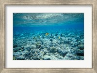 Framed Crystal Clear Waters and Sea Life of the Red Sea, Egypt