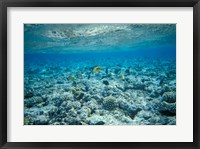 Framed Crystal Clear Waters and Sea Life of the Red Sea, Egypt