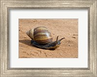 Framed Giant African Land Snail, Tanzania