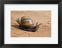 Framed Giant African Land Snail, Tanzania