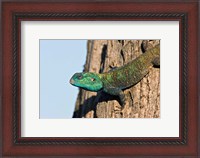 Framed Green-Headed Agama Lizard, Tanzania