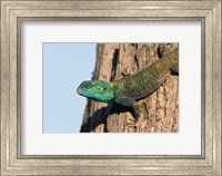 Framed Green-Headed Agama Lizard, Tanzania