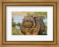 Framed Hippopotamus, Tanzania