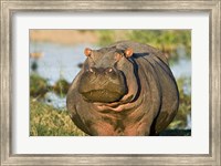Framed Hippopotamus, Tanzania