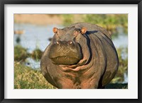 Framed Hippopotamus, Tanzania