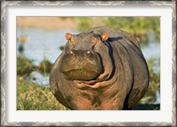 Framed Hippopotamus, Tanzania