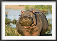 Framed Hippopotamus, Tanzania