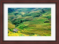 Framed China, Yuanjiang, Cloudy Sea Terrace, Agriculture