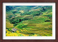 Framed China, Yuanjiang, Cloudy Sea Terrace, Agriculture