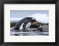 Framed Antarctica, Cuverville Island, Gentoo Penguin climbing from water.