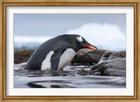Framed Antarctica, Cuverville Island, Gentoo Penguin climbing from water.