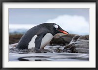 Framed Antarctica, Cuverville Island, Gentoo Penguin climbing from water.