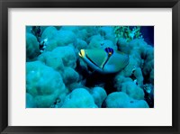Framed Arabian Picasso Triggerfish, Panorama Reef, Red Sea, Egypt