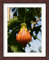 Framed Africa; Malawi; Zomba; Flower at Zomba Mountain Lodge