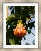 Framed Africa; Malawi; Zomba; Flower at Zomba Mountain Lodge