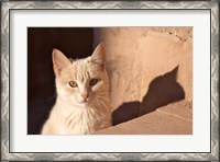 Framed Cat inside kasbah de Taourirt; same clay color!