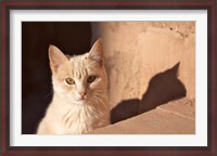 Framed Cat inside kasbah de Taourirt; same clay color!