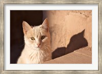 Framed Cat inside kasbah de Taourirt; same clay color!