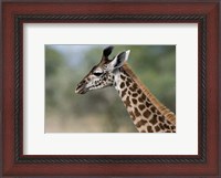 Framed Close-up of Masai Giraffe, Tanzania