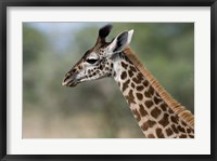 Framed Close-up of Masai Giraffe, Tanzania