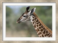 Framed Close-up of Masai Giraffe, Tanzania