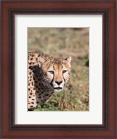 Framed Africa, Tanzania, Serengeti.