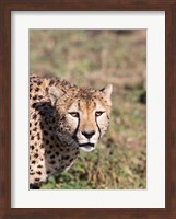 Framed Africa, Tanzania, Serengeti.