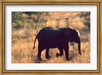 Framed Close-up of Elephant in Kruger National Park, South Africa