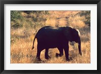 Framed Close-up of Elephant in Kruger National Park, South Africa