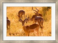 Framed Close-up of Impala, Kruger National Park, South Africa