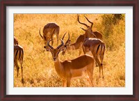 Framed Close-up of Impala, Kruger National Park, South Africa