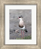 Framed Africa, Tanzania, Serengeti. Crowned Lapwing.