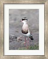 Framed Africa, Tanzania, Serengeti. Crowned Lapwing.