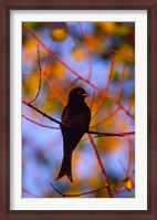 Framed Fork-Tailed Drongo, Botswana