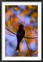 Framed Fork-Tailed Drongo, Botswana