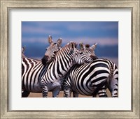 Framed Group of Zebras, Masai Mara, Kenya