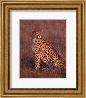 Framed Cheetah sitting, Masai Mara, Kenya